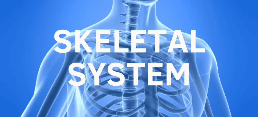 Skeletal System: Renew, Restore & Strengthen (Energy Field Protocol) 