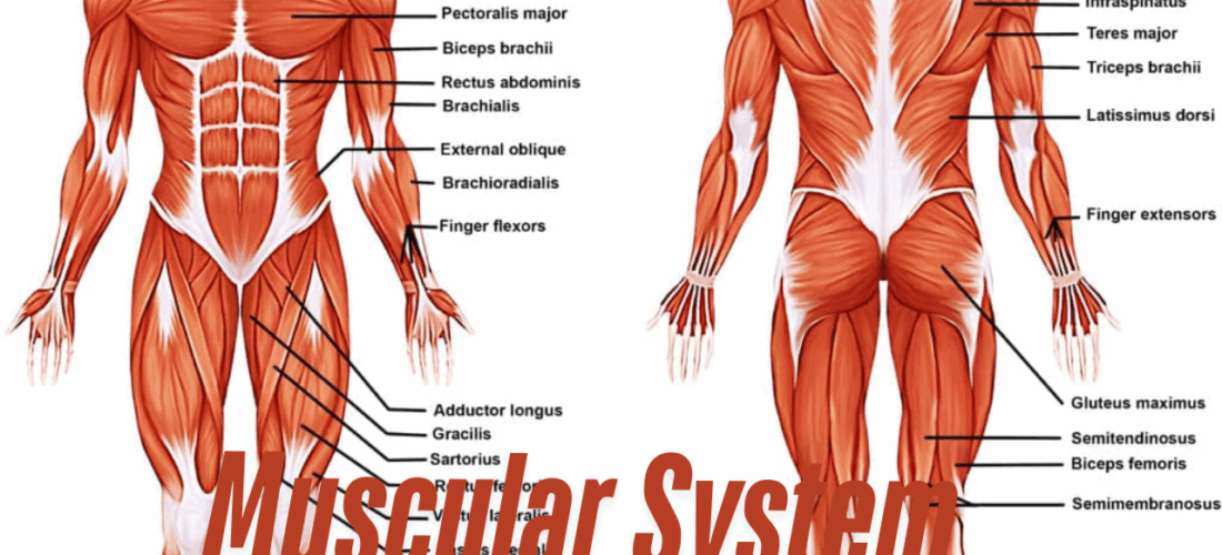 The Muscular System: Heal, Repair & Restore